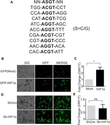 Targeting Kaposi’s sarcoma associated herpesvirus encoded protease (ORF17) by a lysophosphatidic acid molecule for treating KSHV associated diseases